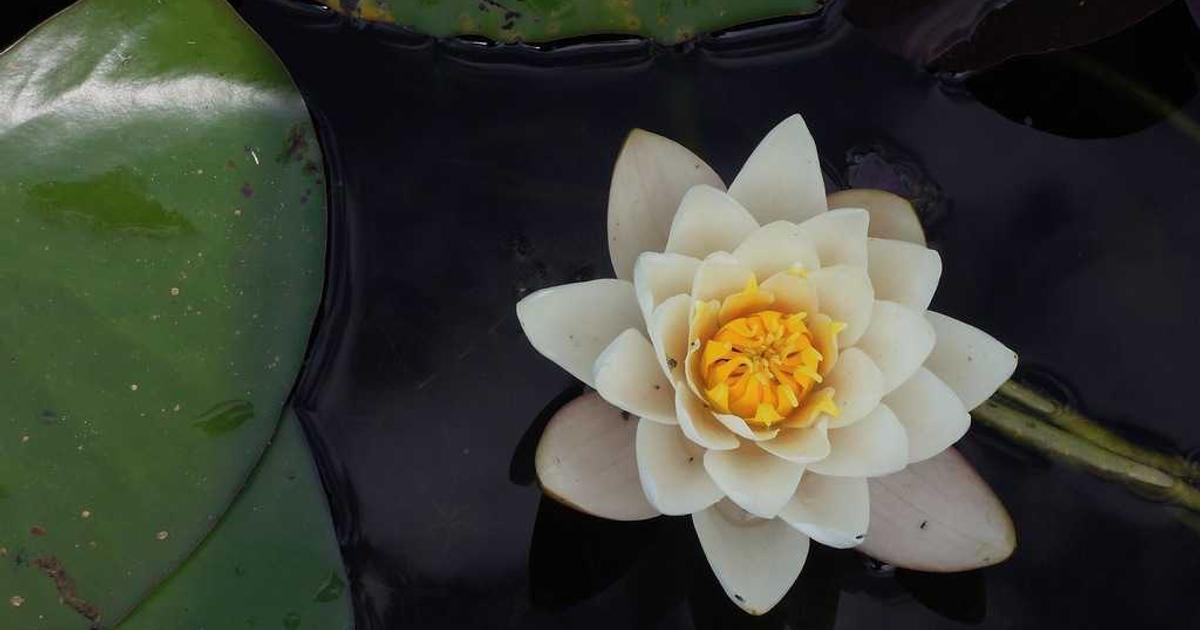 Sample Post 2919: Images are usually the heaviest thing on